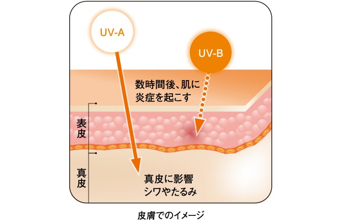 皮膚でのイメージ